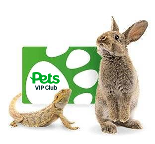 rabbit and lizard - VIP card'