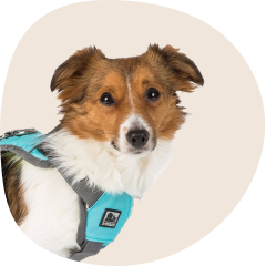 Dog Harness Leads and Tags