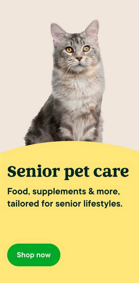 Senior pet care cat