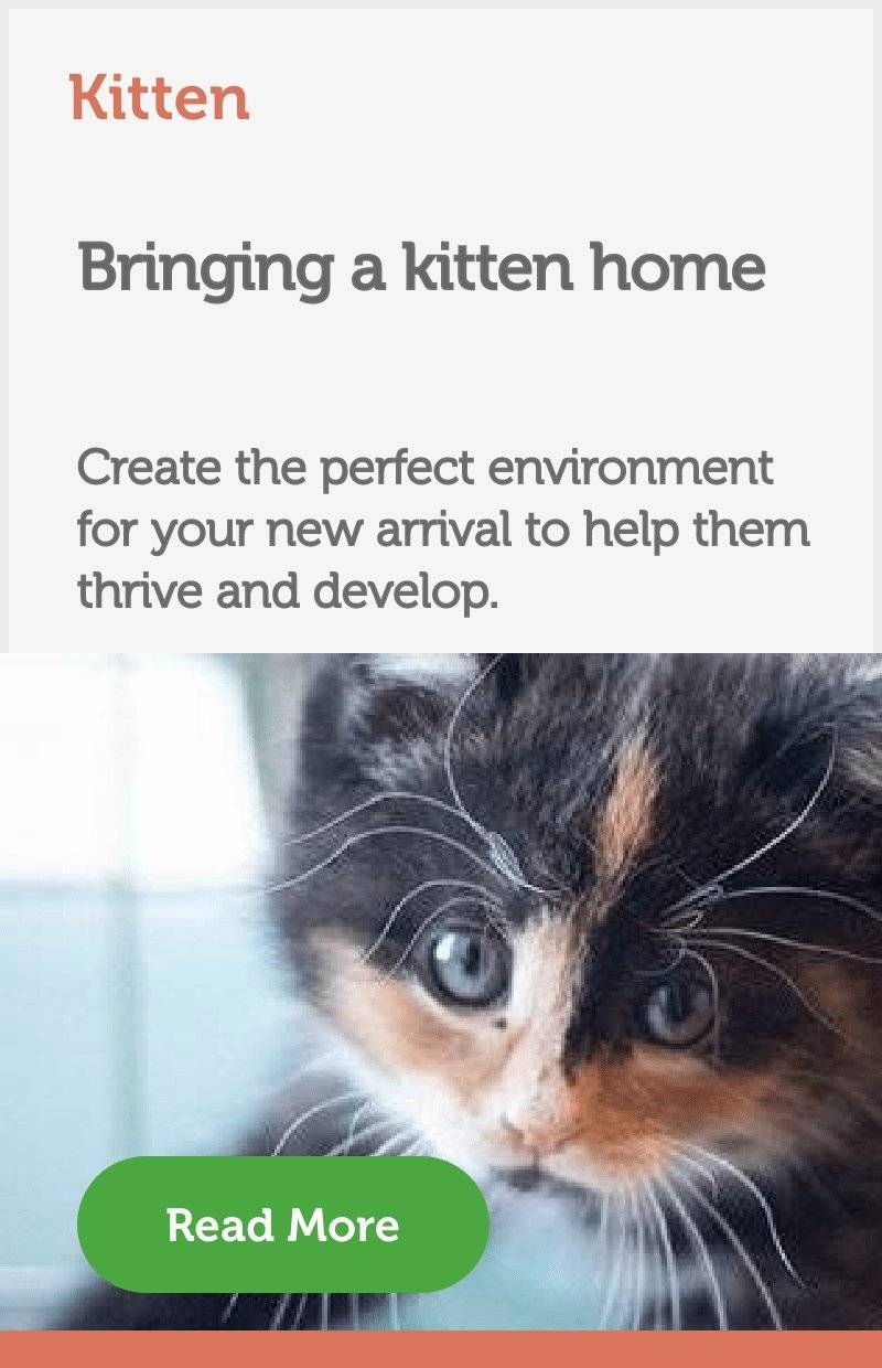 Bringing a kitten home