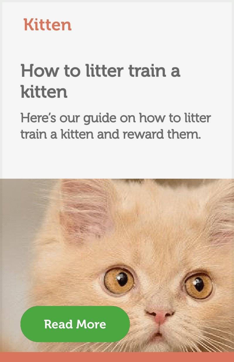 Litter training