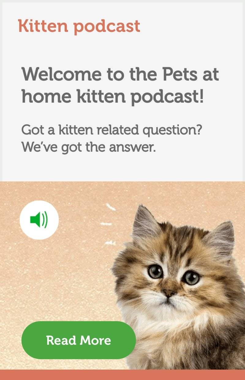 Kitten podcast