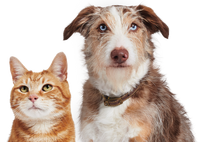 Pet lead - cat and dog