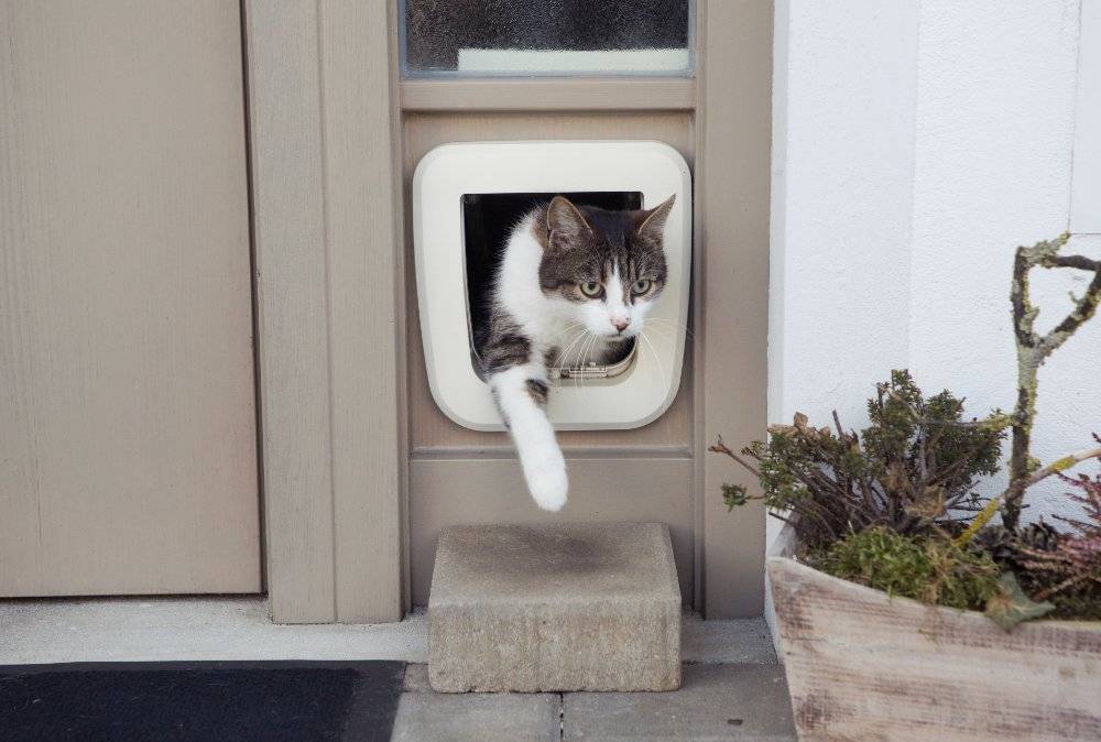 cat catflap garden