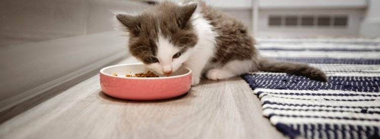 Kitten eating out of bowl