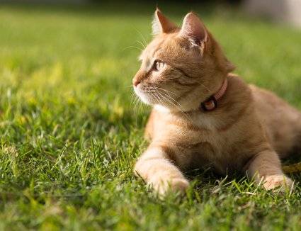 A cat on the grass