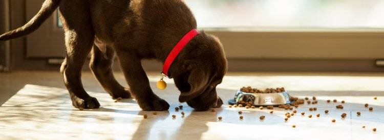 A puppy eating