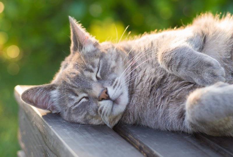Cat lying down in sun