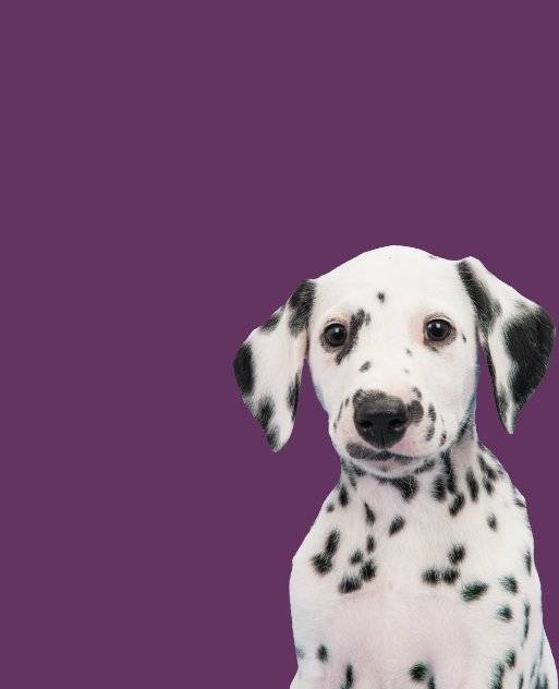 A dalmatian puppy