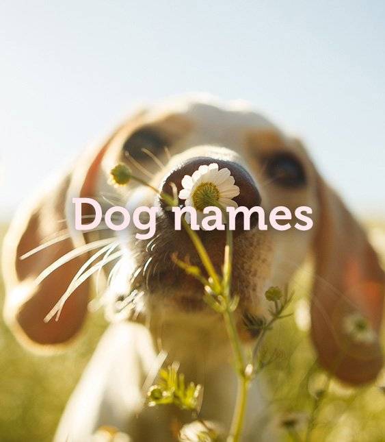 Dog names