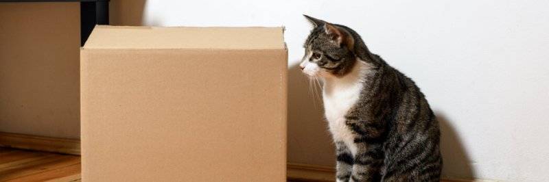 Cat looking at cardboard box