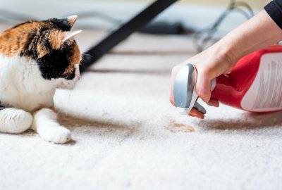Owner cleaning carpet next to cat