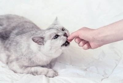 Cat eating out of owners hand