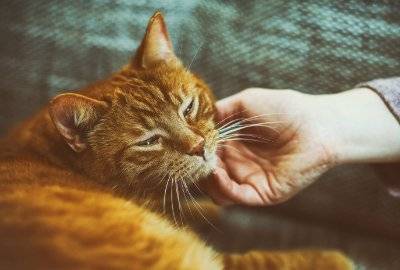 Ginger cat being stroked